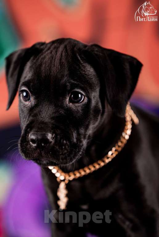 Собаки в Ульяновске: Американский питбультерьер, щенок Мальчик, Бесплатно - фото 1