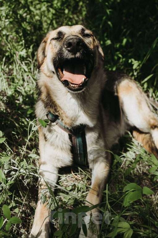 Собаки в Москве: Оушен Мальчик, Бесплатно - фото 2