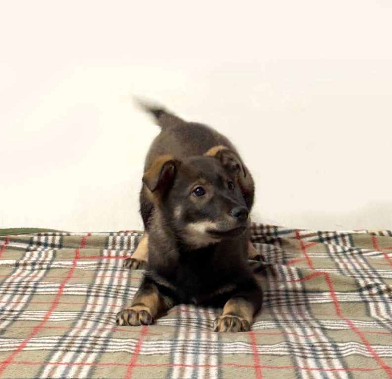 Собаки в Москве: Карапуз Марсель Мальчик, Бесплатно - фото 4