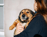 Собаки в Дмитрове: Вовик в добрые руки Мальчик, Бесплатно - фото 3