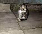 Кошки в Хабаровске: Отдам котенка в добрые руки Мальчик, Бесплатно - фото 4
