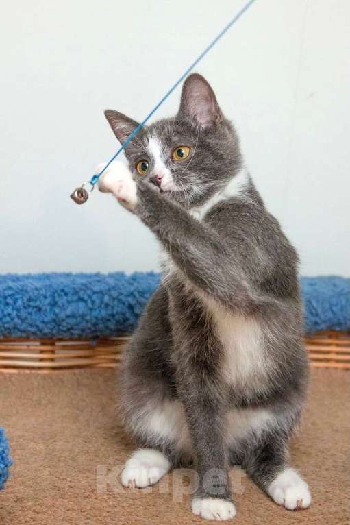 Кошки в Москве: Кошечка в платиновой шубке Диора в добрые руки Девочка, Бесплатно - фото 4