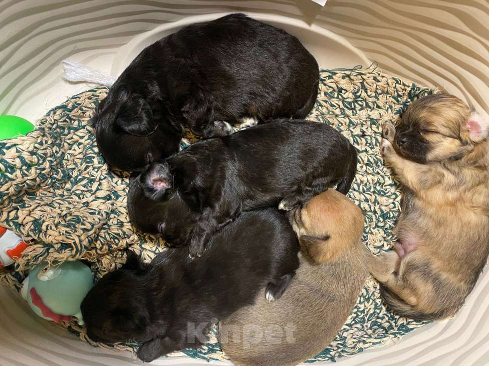 Собаки в Москве: Продаются щенки чихуахуа чёрного и рыжего окраса  Мальчик, 15 000 руб. - фото 1