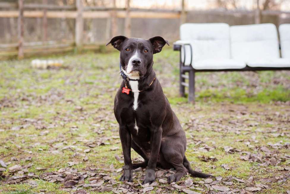 Собаки в Москве: Бывшедомашняя собака в приюте, ищет дом Девочка, Бесплатно - фото 5