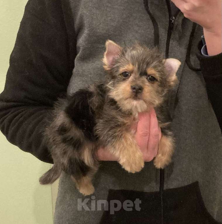 Собаки в Москве: Крупный йорк мраморный мальчик весёлый Мальчик, 50 000 руб. - фото 1