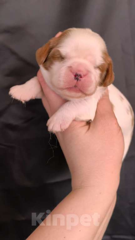 Собаки в Москве: Мальчик кавалер Кинг Чарльз Спаниель Мальчик, 90 000 руб. - фото 2