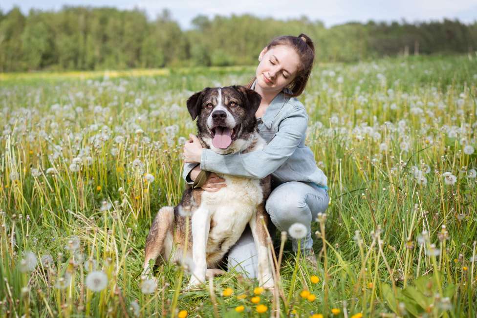 Собаки в Москве: Собака прошедшая СВО и избежавшая усыпления в поисках самого лучшего дома! Девочка, Бесплатно - фото 2