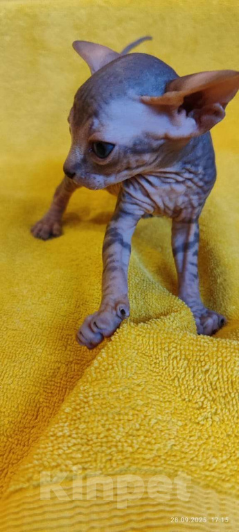 Кошки в Москве: Мистический котёнок канадского сфинкса Мальчик, 50 000 руб. - фото 6