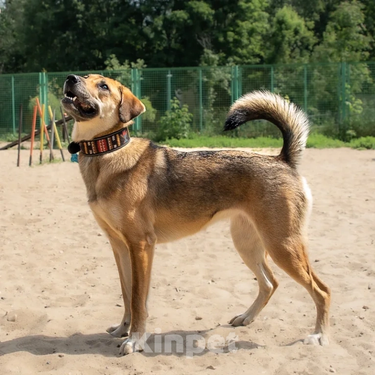 Собаки в Москве: Рыжая дворянка в добрые руки Девочка, Бесплатно - фото 6