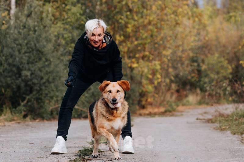 Собаки в Москве: Брошенная плохими хозяевами умница Сима ищет дом Девочка, 1 руб. - фото 7