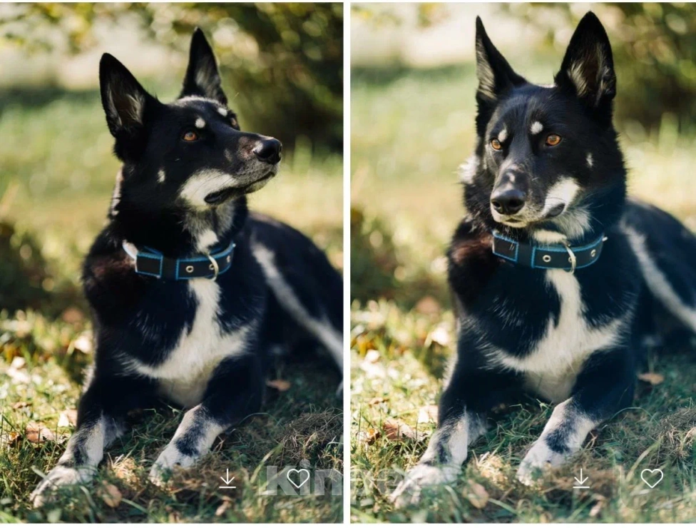 Собаки в других городах Московской области: Джек якутенок Мальчик, Бесплатно - фото 2