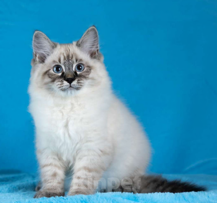 Кошки в Москве: Невские маскарадные котята Девочка, 50 000 руб. - фото 1