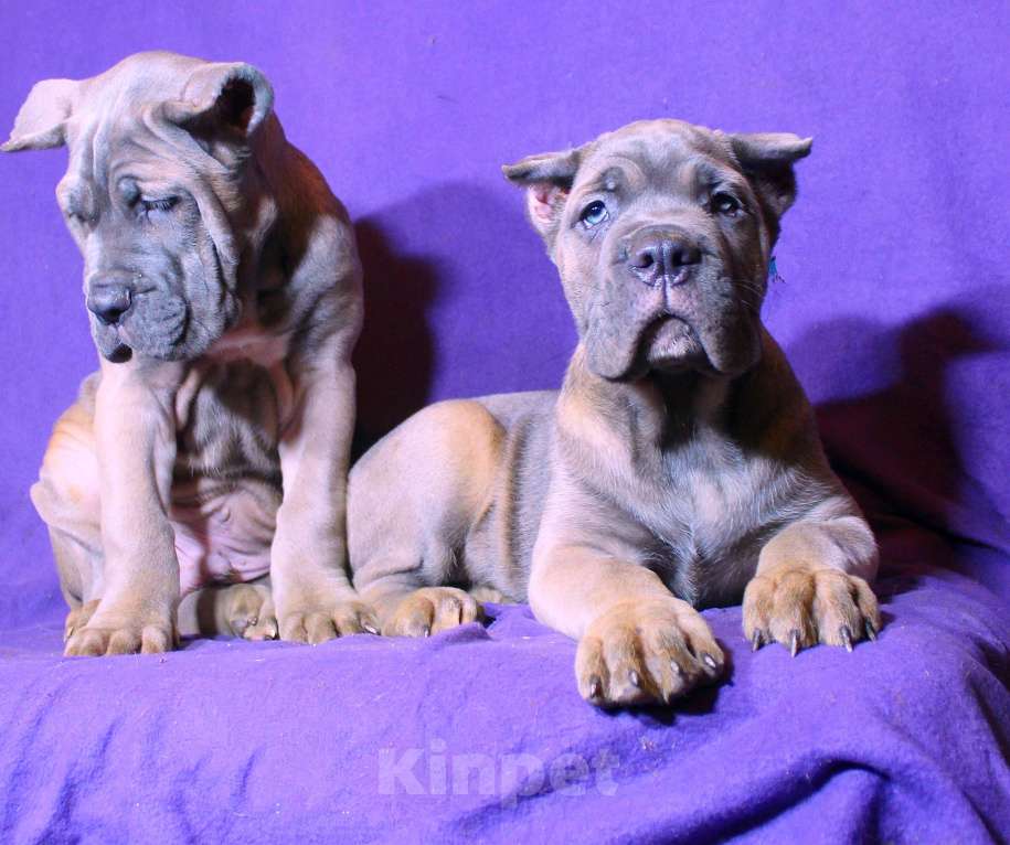 Собаки в Москве: Красивые форментинцы  Мальчик, 80 000 руб. - фото 10