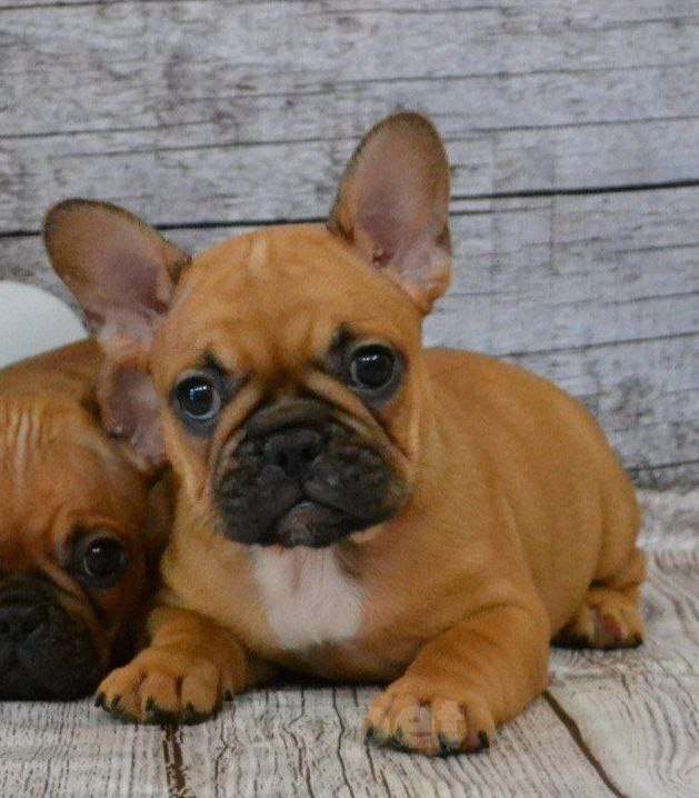 Собаки в Ореховом-Зуево: Чудо как хороша  Девочка, 100 000 руб. - фото 1