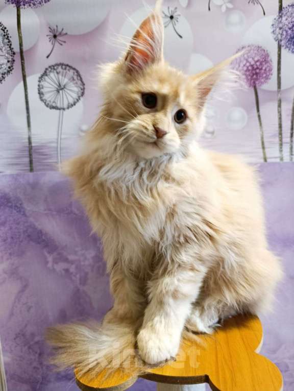 Кошки в Москве: Фавн Мальчик, 65 000 руб. - фото 3