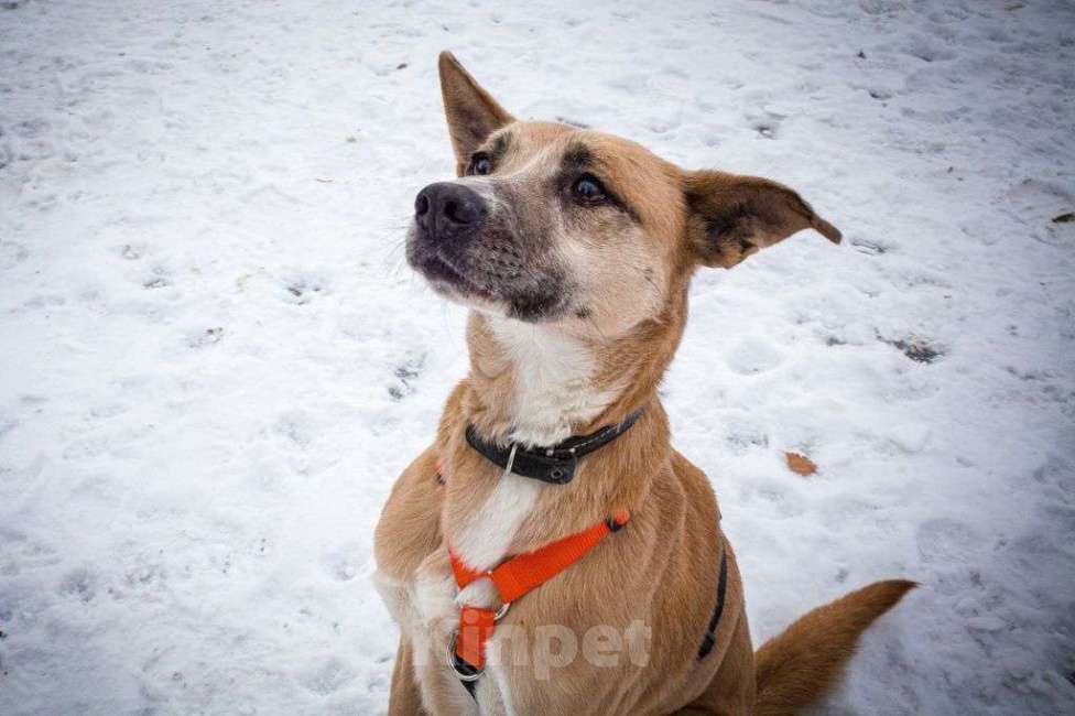 Собаки в Москве: Красотка Девочка, Бесплатно - фото 4