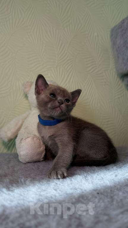 Кошки в Москве: Бурманский котенок Разнополые, 80 000 руб. - фото 6