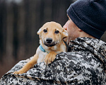 Собаки в Москве: Рыжий, маленький лисёнок в поисках дома! Мальчик, Бесплатно - фото 7