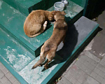 Собаки в Кропоткине: Пропала собака Мальчик, 1 руб. - фото 2