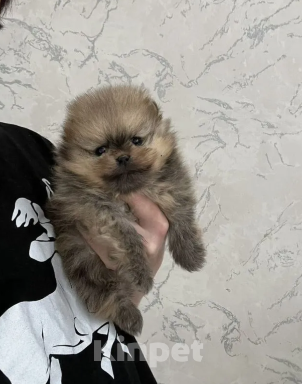 Собаки в Москве: Мальчик рыжий Мальчик, 28 000 руб. - фото 1