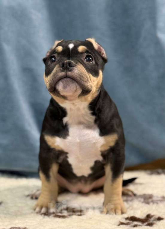 Собаки в Санкт-Петербурге: Продам Девочка, 100 000 руб. - фото 1