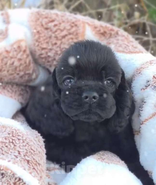 Собаки в Москве: Американский кокер спаниель. Мальчик, 40 000 руб. - фото 1