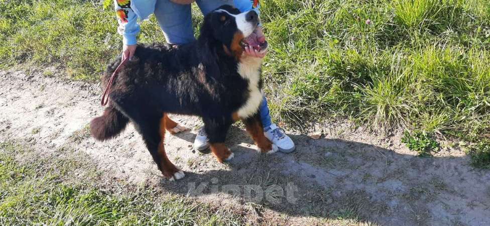 Собаки в Тобольске: Щенокберна Мальчик, 60 000 руб. - фото 4