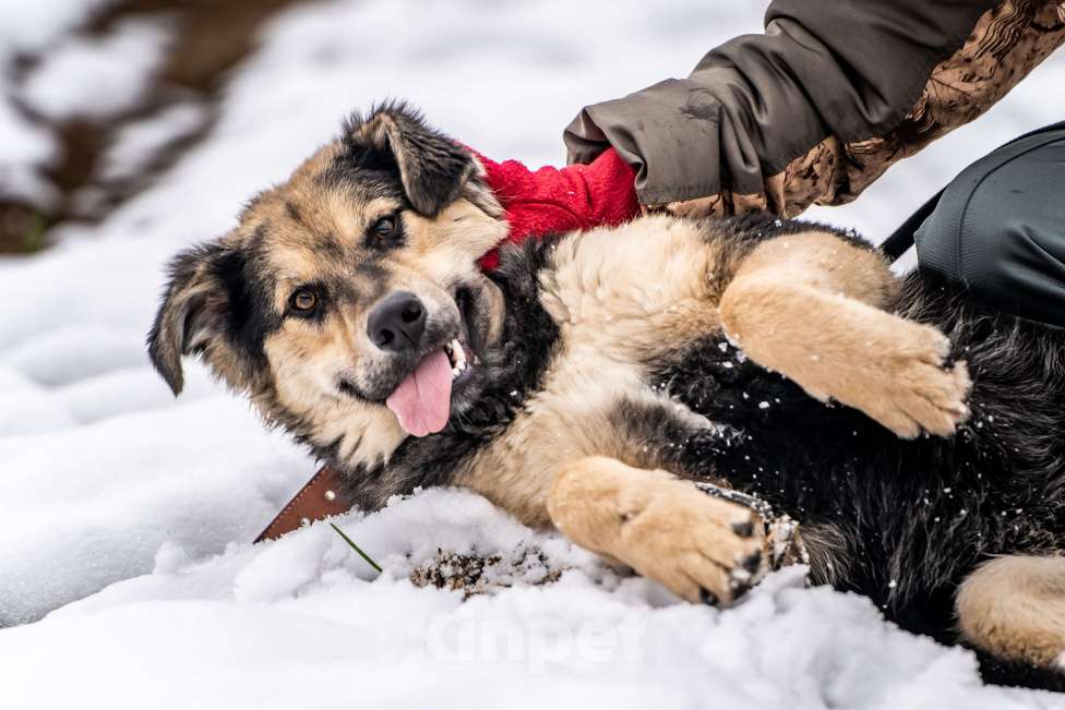 Собаки в Клине: Патрик — красивейший мощный пёс Мальчик, Бесплатно - фото 7