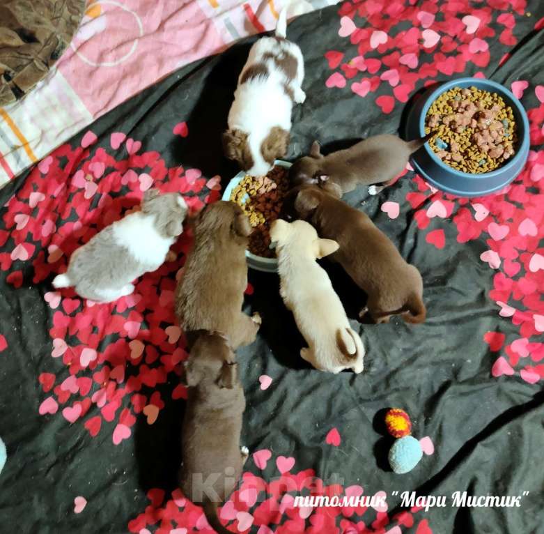 Собаки в Санкт-Петербурге: Барин бело лиловый длинношерстный мини чихуахуа Мальчик, 35 000 руб. - фото 3