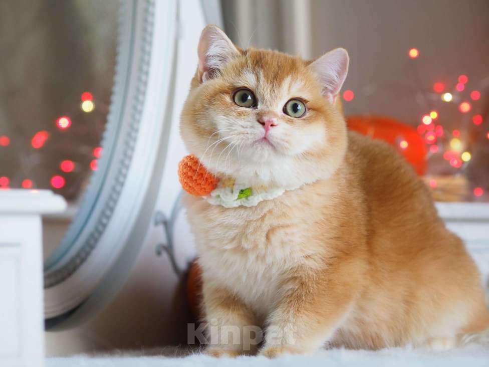 Кошки в Москве: Британский котёнок Джиган Мальчик, 120 000 руб. - фото 2