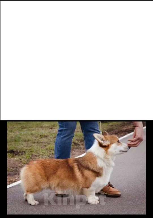 Собаки в Нижнем Новгороде: Вельш корги пемброк кобель для вязки Мальчик, 20 000 руб. - фото 2