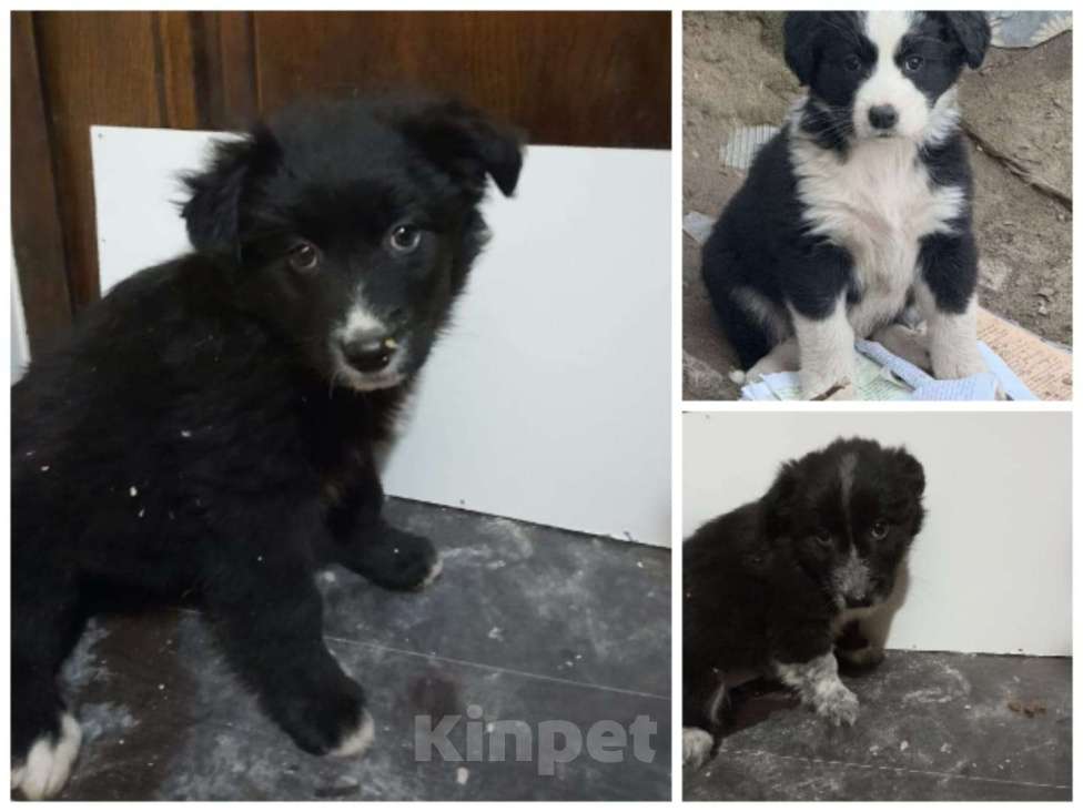 Собаки в других городах Московской области: малышки из Волгограда Девочка, Бесплатно - фото 2