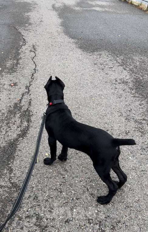 Собаки в Невинномысске: Щенок 7 месяцев  Мальчик, 30 000 руб. - фото 3