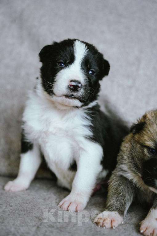 Собаки в других городах Московской области: Флойд Мальчик, 100 руб. - фото 5