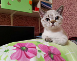 Кошки в Мытищах: Британские котята  Девочка, 10 000 руб. - фото 1