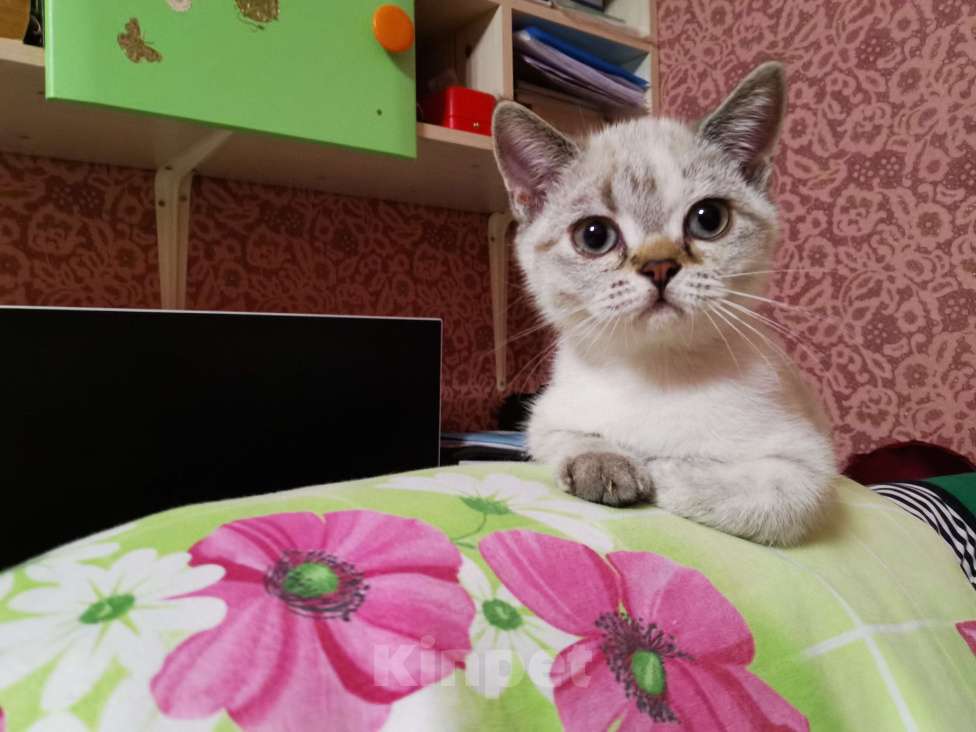 Кошки в Мытищах: Британские котята  Девочка, 10 000 руб. - фото 1
