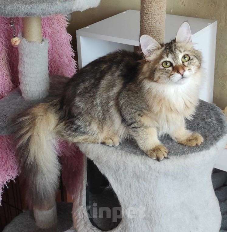 Кошки в Новосибирске: Werba Девочка, 50 000 руб. - фото 10