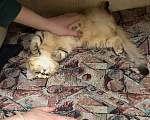Кошки в Долгопрудном: Британский короткошёрстный котёнок Мальчик, 8 000 руб. - фото 4