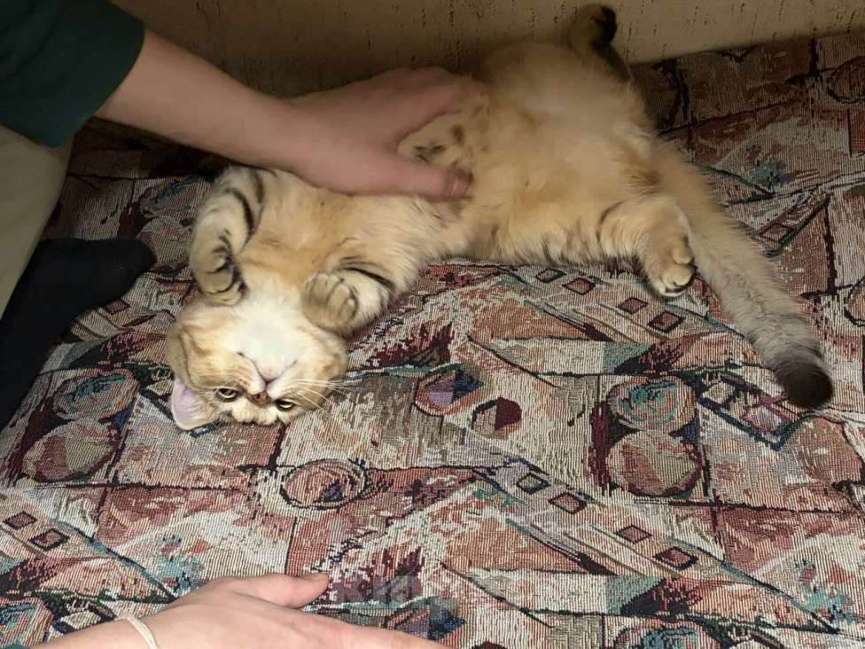 Кошки в Долгопрудном: Британский короткошёрстный котёнок Мальчик, 8 000 руб. - фото 4