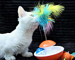 Кошки в Красноярске: белый котик манчкин длинношерстный Мальчик, Бесплатно - фото 5