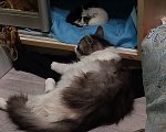 Кошки в Симферополе: Котята в добрые руки Разнополые, Бесплатно - фото 1
