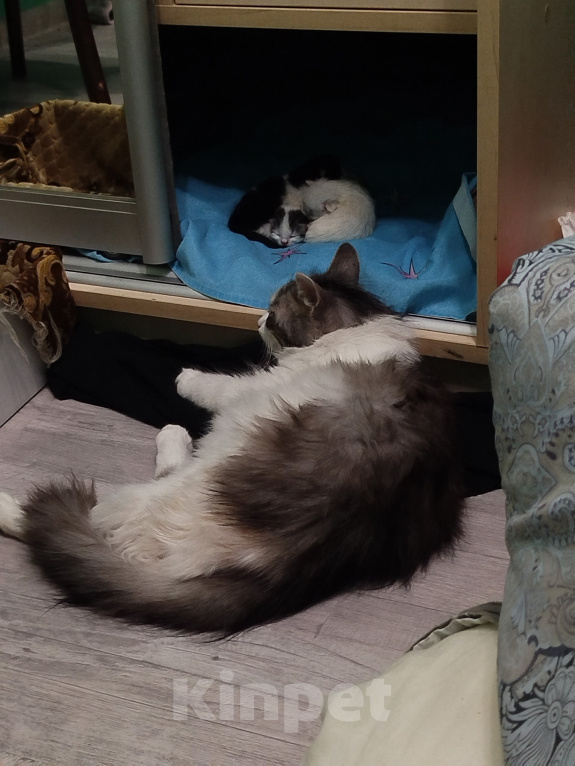 Кошки в Симферополе: Котята в добрые руки Разнополые, Бесплатно - фото 1