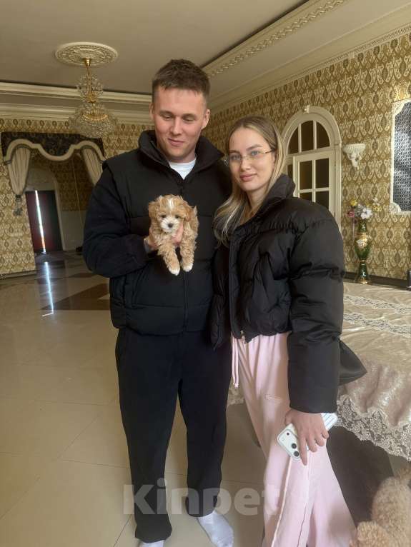 Собаки в Мытищах: Мальтипу щенки Девочка, Бесплатно - фото 5