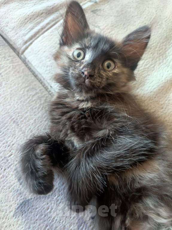 Кошки в Набережных Челнах: Котёнок  Девочка, Бесплатно - фото 3