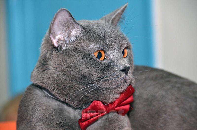 Кошки в Курске: Вязка (кот Феликс Александрович), 1 000 руб. - фото 1