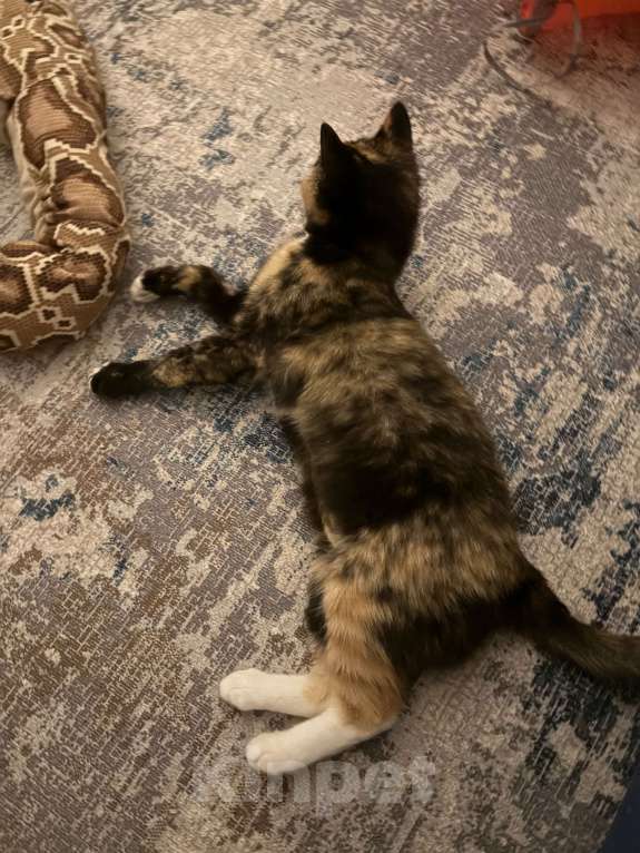 Кошки в Москве: Котенок Яшма Девочка, Бесплатно - фото 2