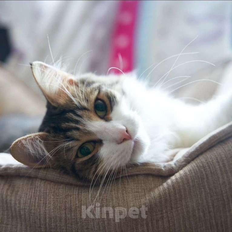 Кошки в Москве: От Вассилька отказались Мальчик, Бесплатно - фото 5