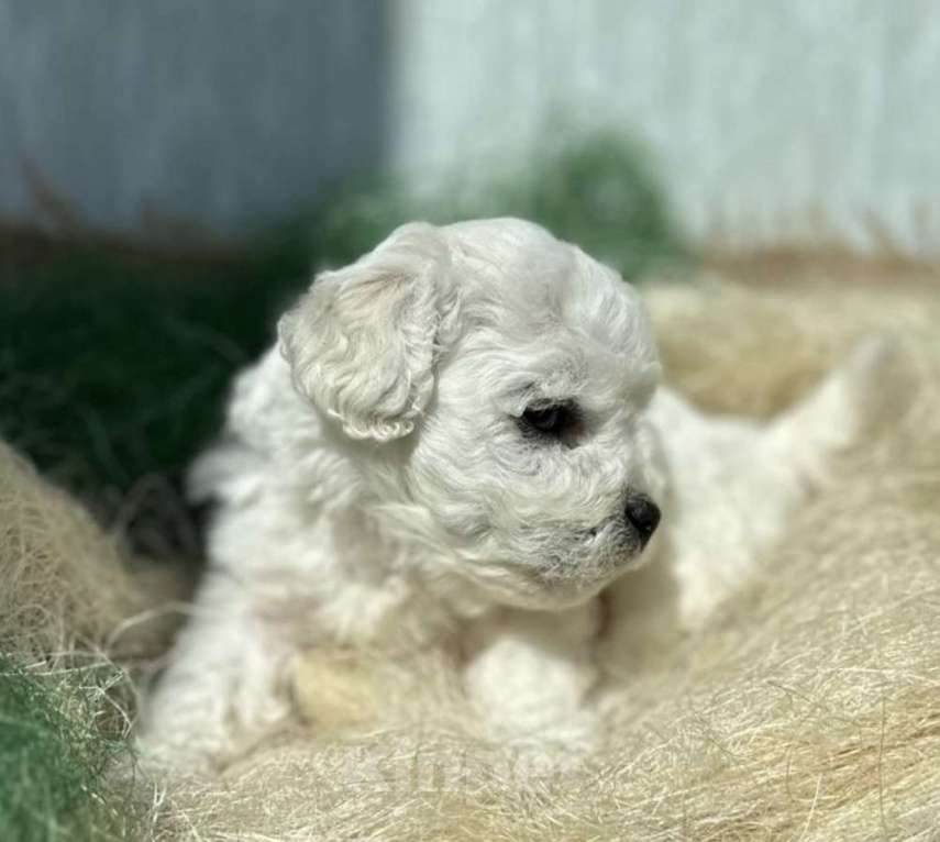 Собаки в Владивостоке: Щенки Бишон Фризе с родословной, гарантией здоровья и поддержкой навсегда! Девочка, 120 000 руб. - фото 5