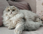 Кошки в Москве: Длинношертсный шотландский красавец Мальчик, 45 000 руб. - фото 1