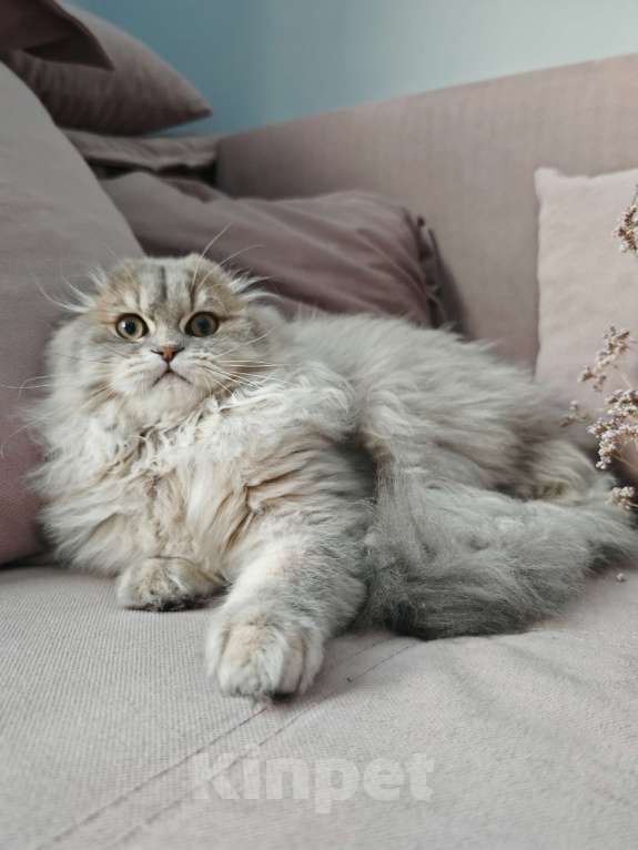 Кошки в Москве: Длинношертсный шотландский красавец Мальчик, 45 000 руб. - фото 1